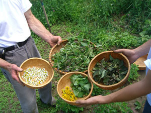Harvesting Herbs