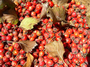 Hawthorne Berries
